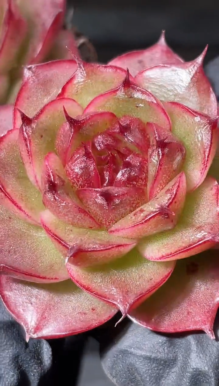 4-17极光3-4厘米量拍发一颗