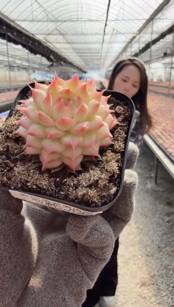 东云多肉园新款-53