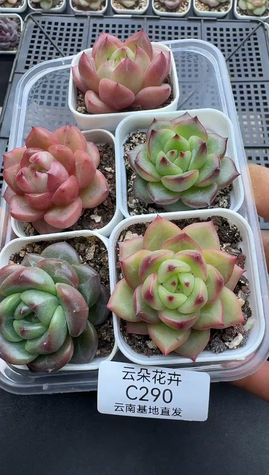 珍妮杂交多肉C290