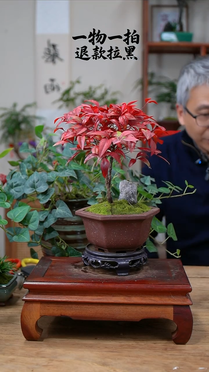 完全开放清***语南天竹245