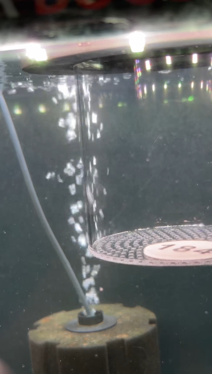 灯科鱼J****n【184】超级红魔鬼