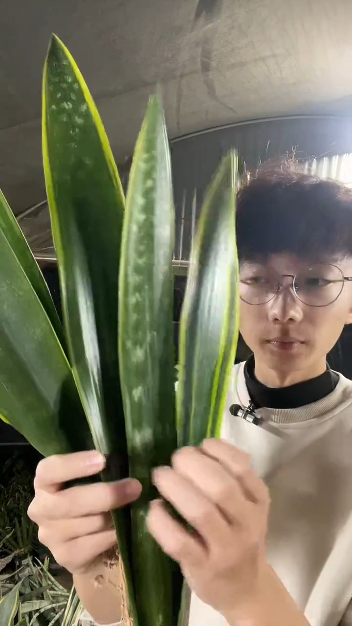 黑金+黄金组合19.8