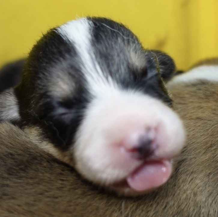 【小小周专属】夏日清凉酱包餐盒汤汤集合链接