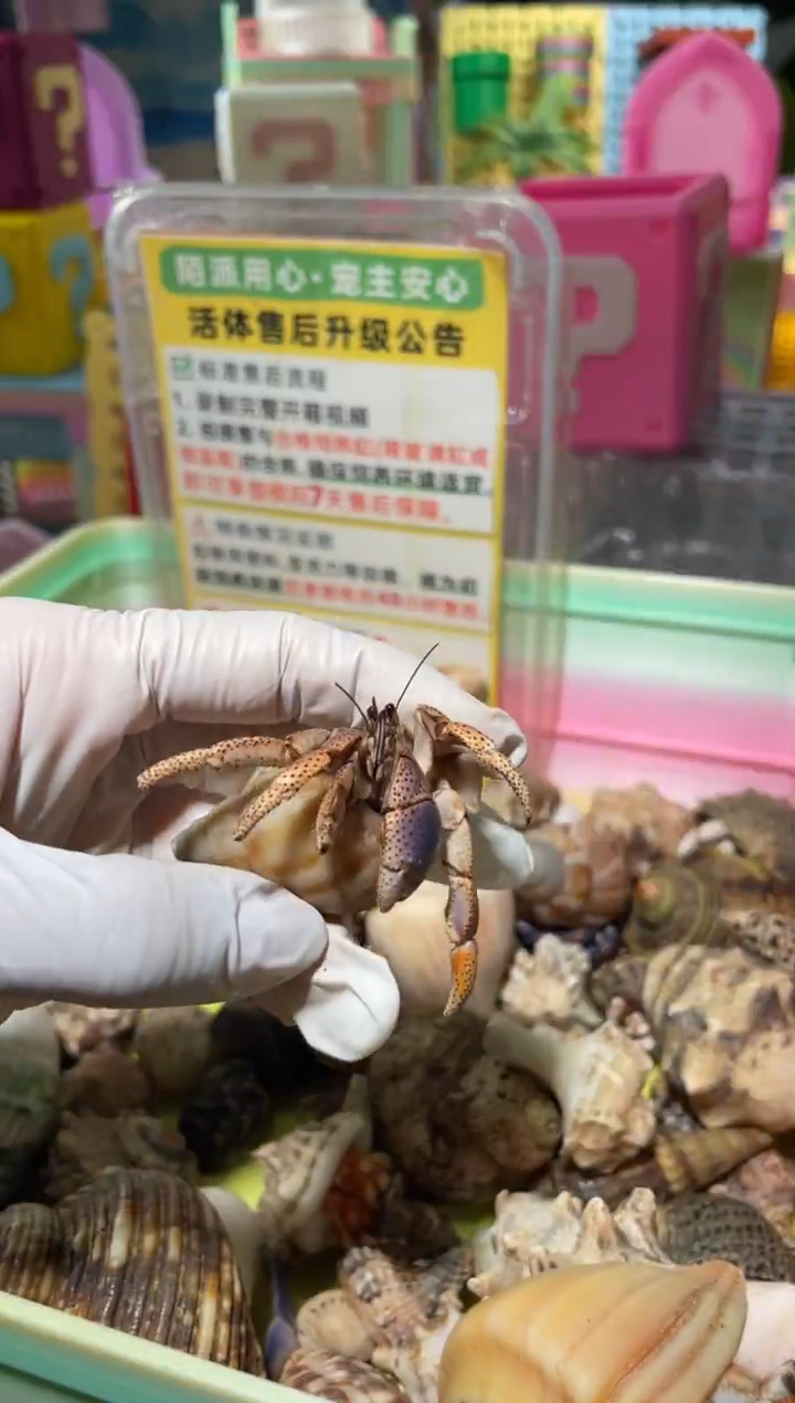 陌派有钳寄居蟹353