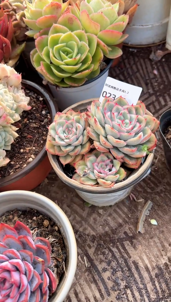 柚**?多肉植物一物一拍02345