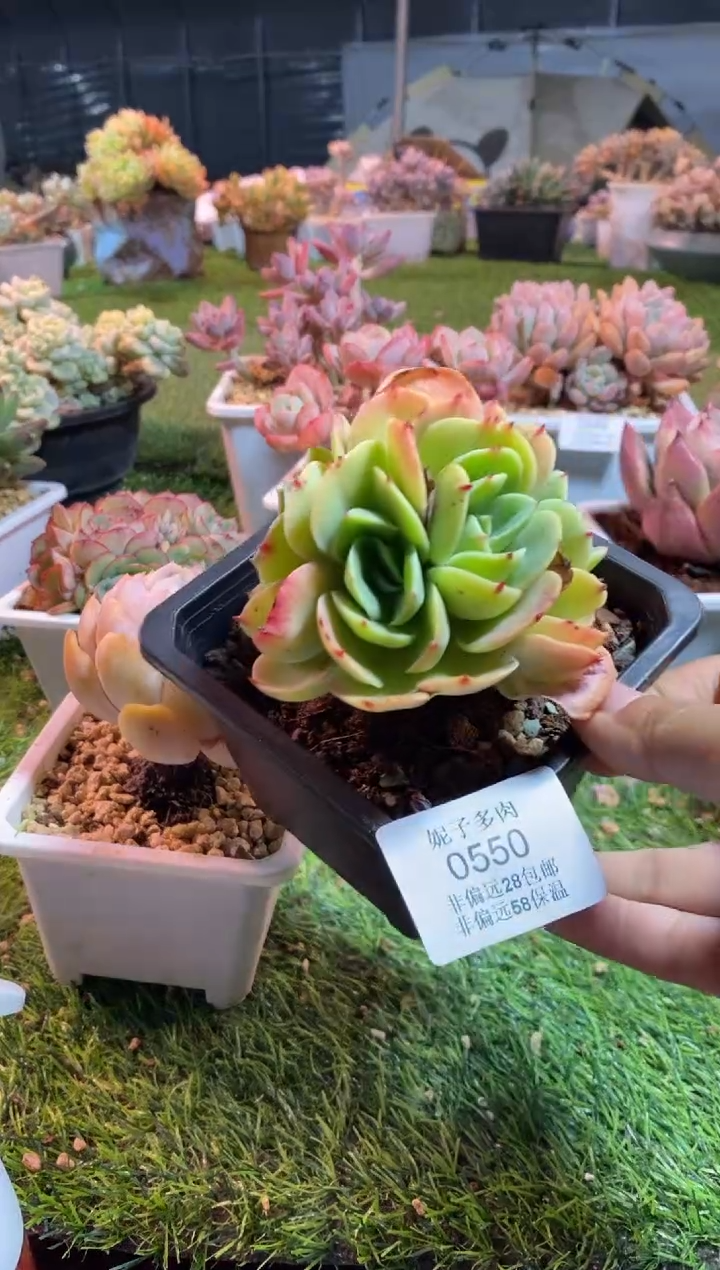 【闪购商品】0550a