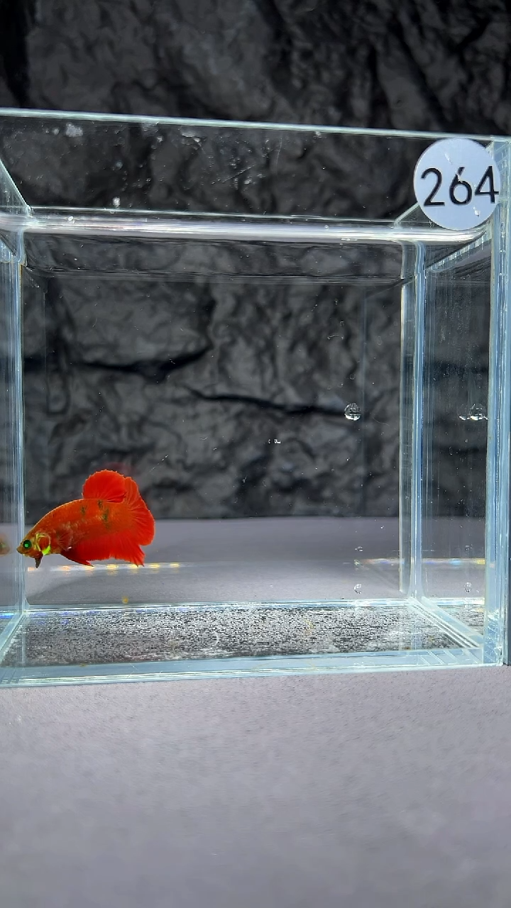 斗鱼竞拍链接A68