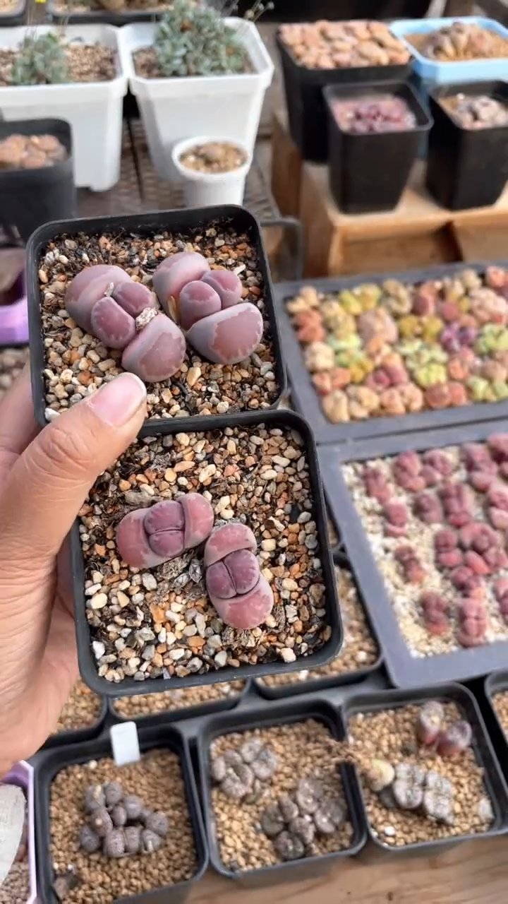 【闪购商品】0574直播一物一拍