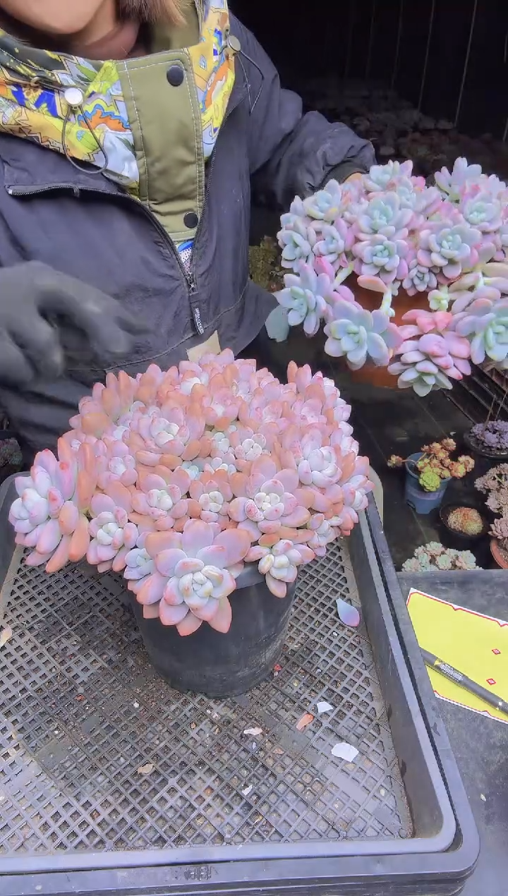 简****福022大洛神一物一拍所见即所得