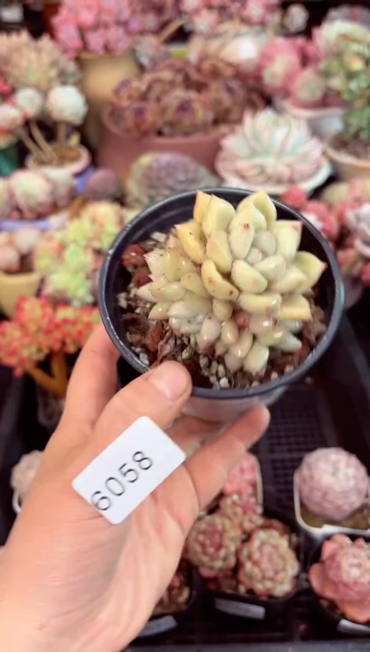 【闪购商品】6058象牙多肉