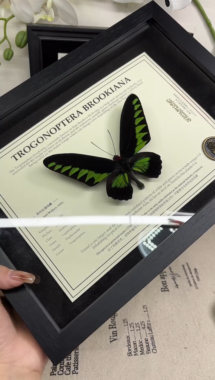 翠叶红茎相框标本