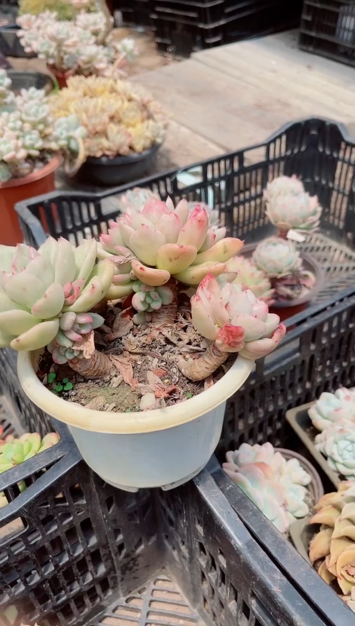 16220多肉植物一物一拍