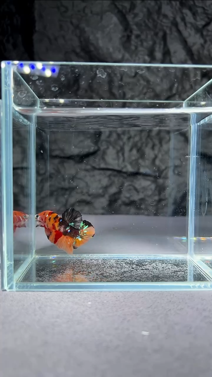 斗鱼竞拍链接064