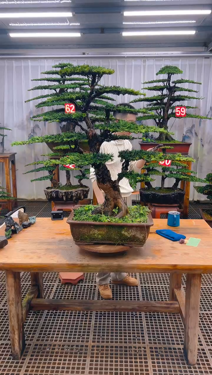 无花朵蛋*哥精品盆景直播间一物一拍