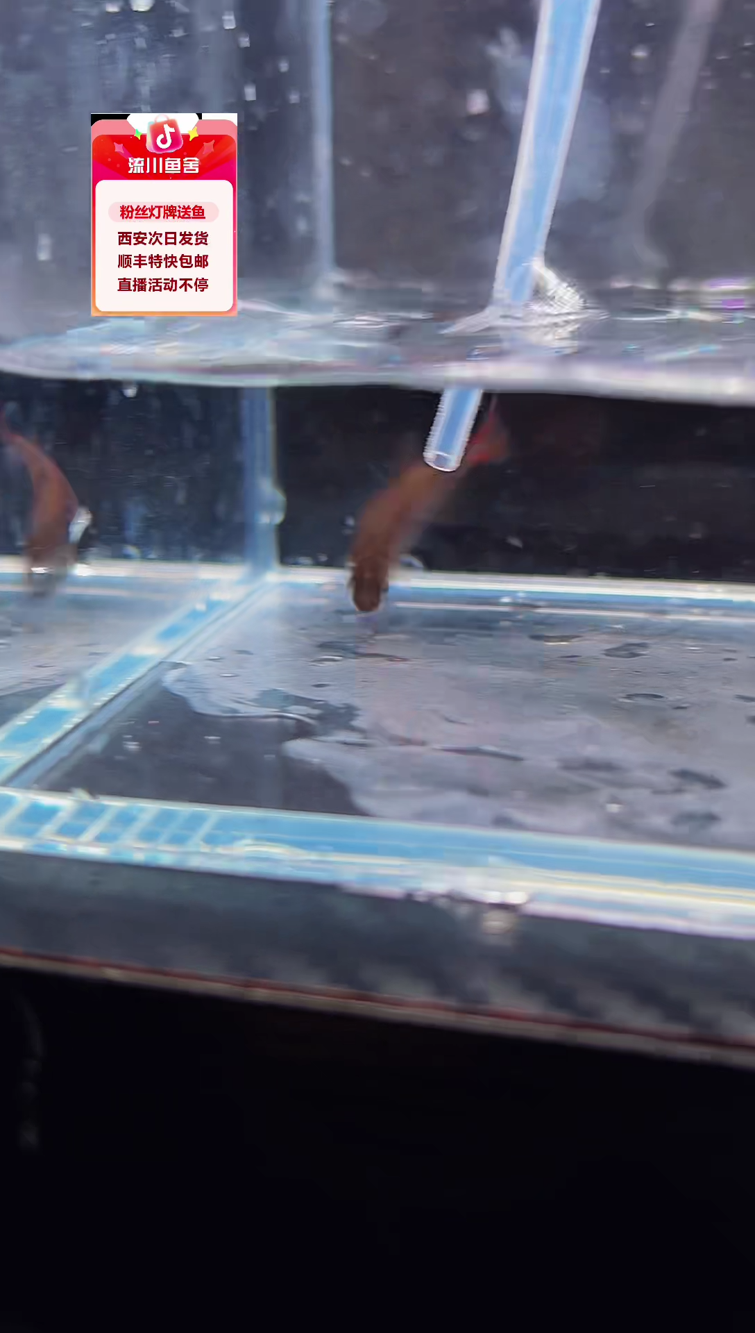 海水鱼二**末油彩可卡