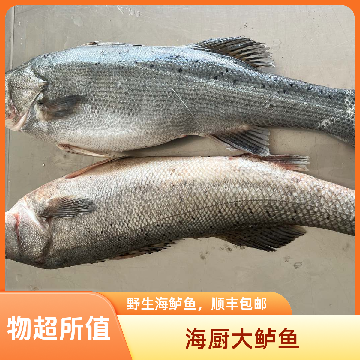 大连野生大鲈鱼，单条称重特大销售，顺丰包邮海鲈鱼