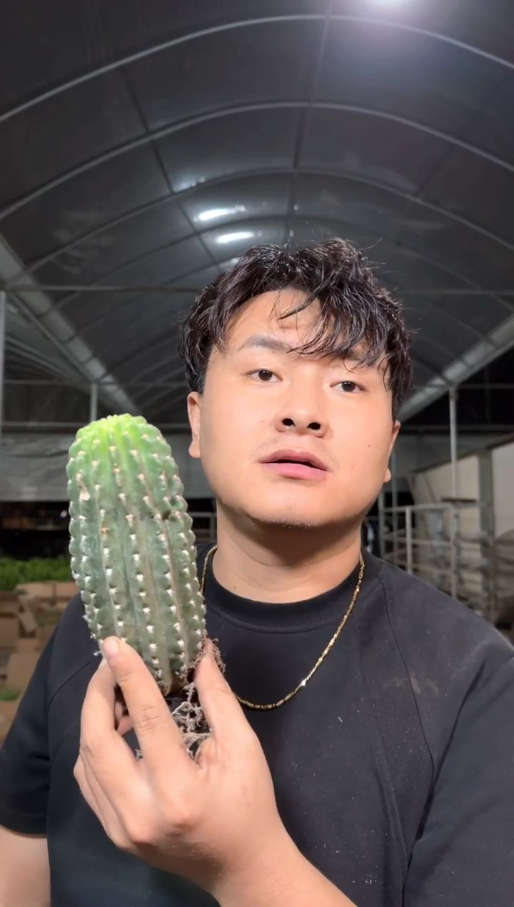 阿尔 特娜【带根】