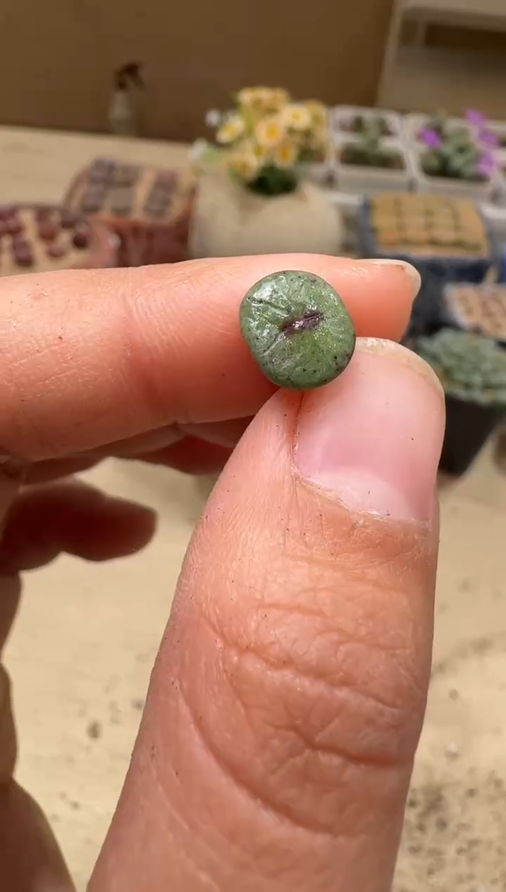 9-53多肉植物肉锥