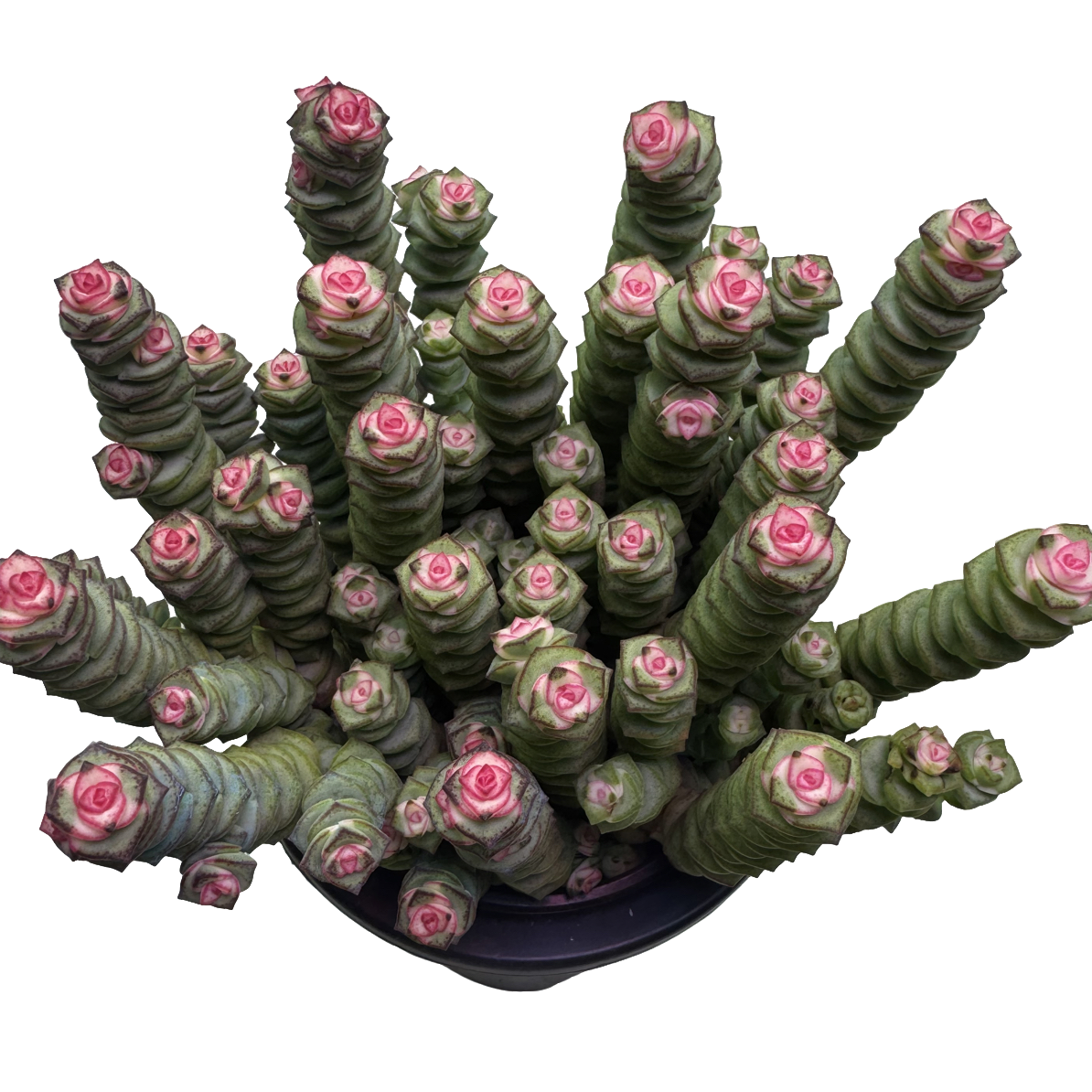 双十一好物节 彩虹钱多多带盆土多肉植物带盆土适合新手养殖