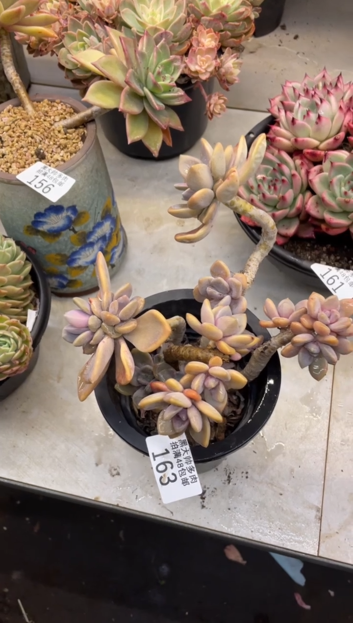 【闪购商品】163东没人有瑕疵