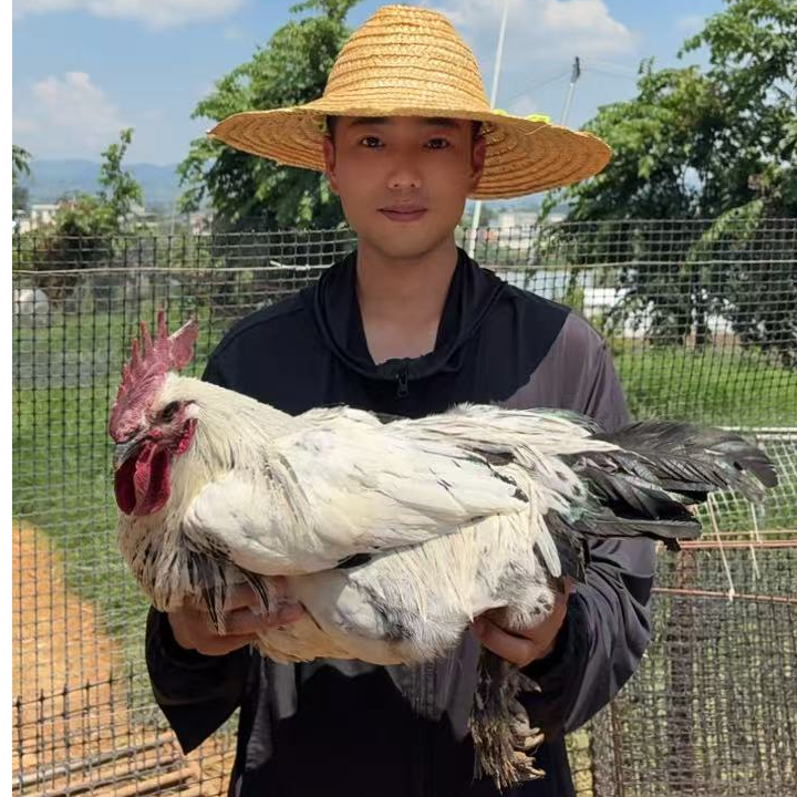 云南散养1.7~2公斤乌公鸡 自家散养跑山鸡，送一只白肉母鸡（炒吃  黄焖 辣子鸡专用）