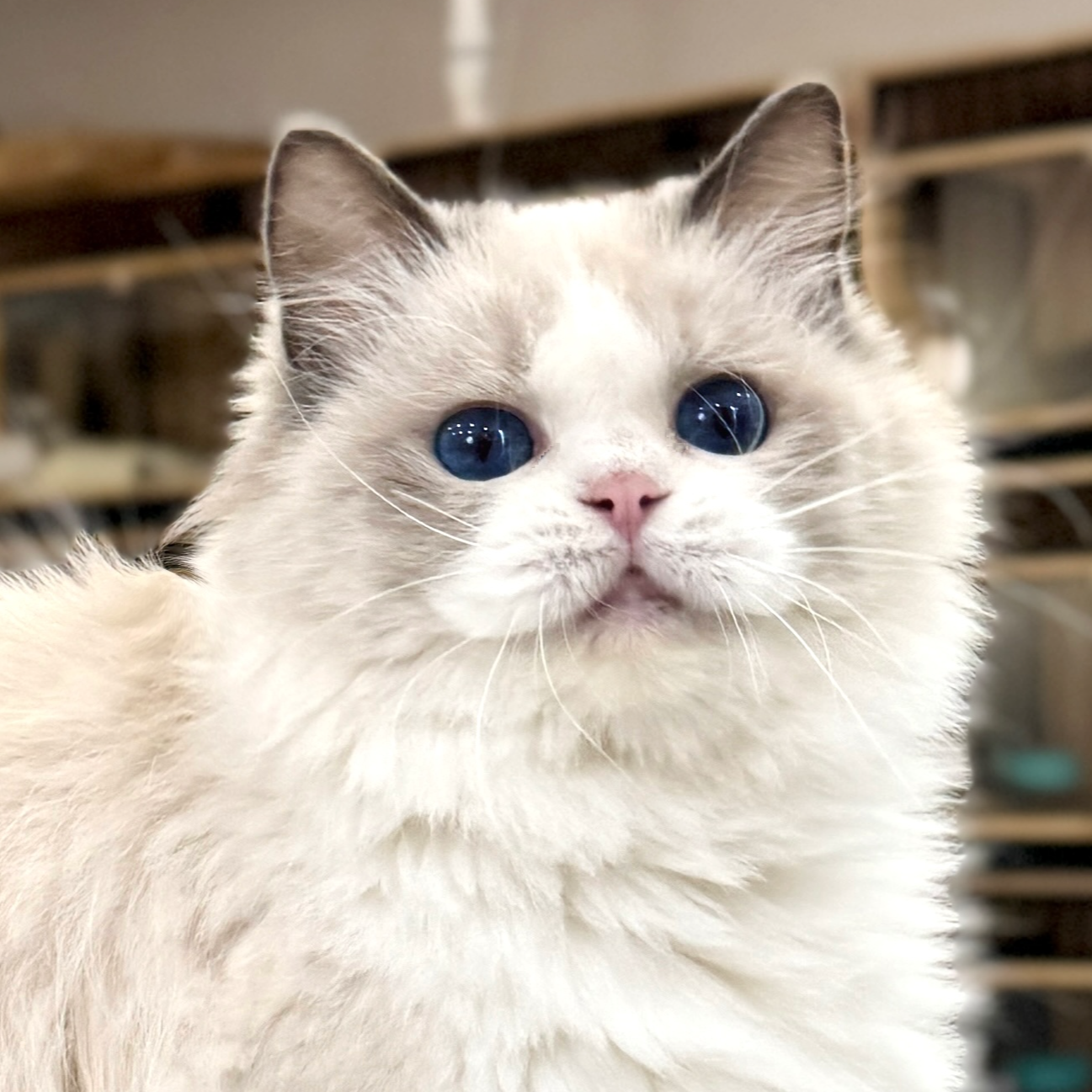 来了姊妹-蓝双布偶猫-妹妹-05