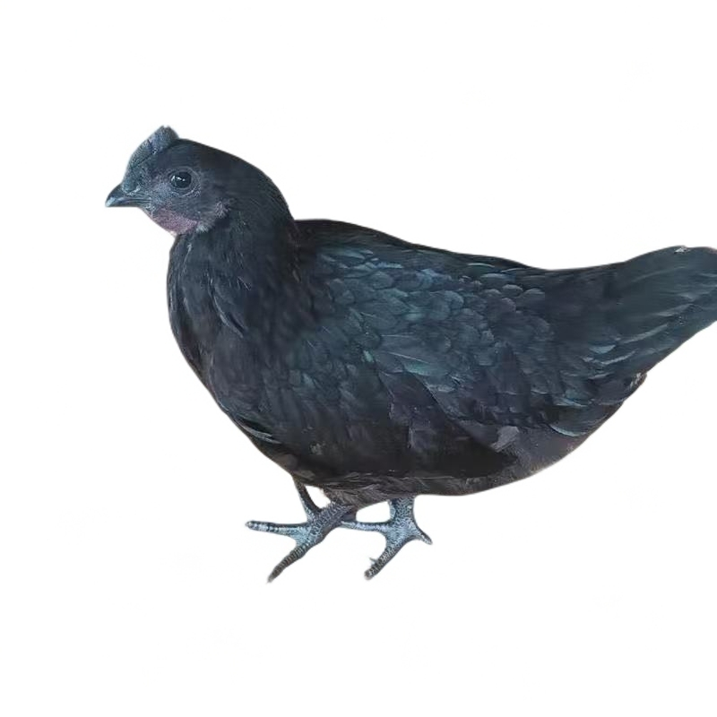 黑毛长尾宠物鸡观赏性强