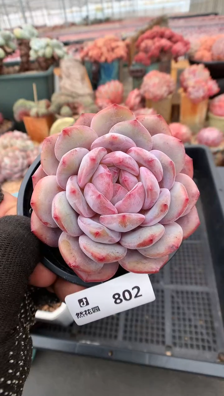 【闪购商品】802星影一物一拍