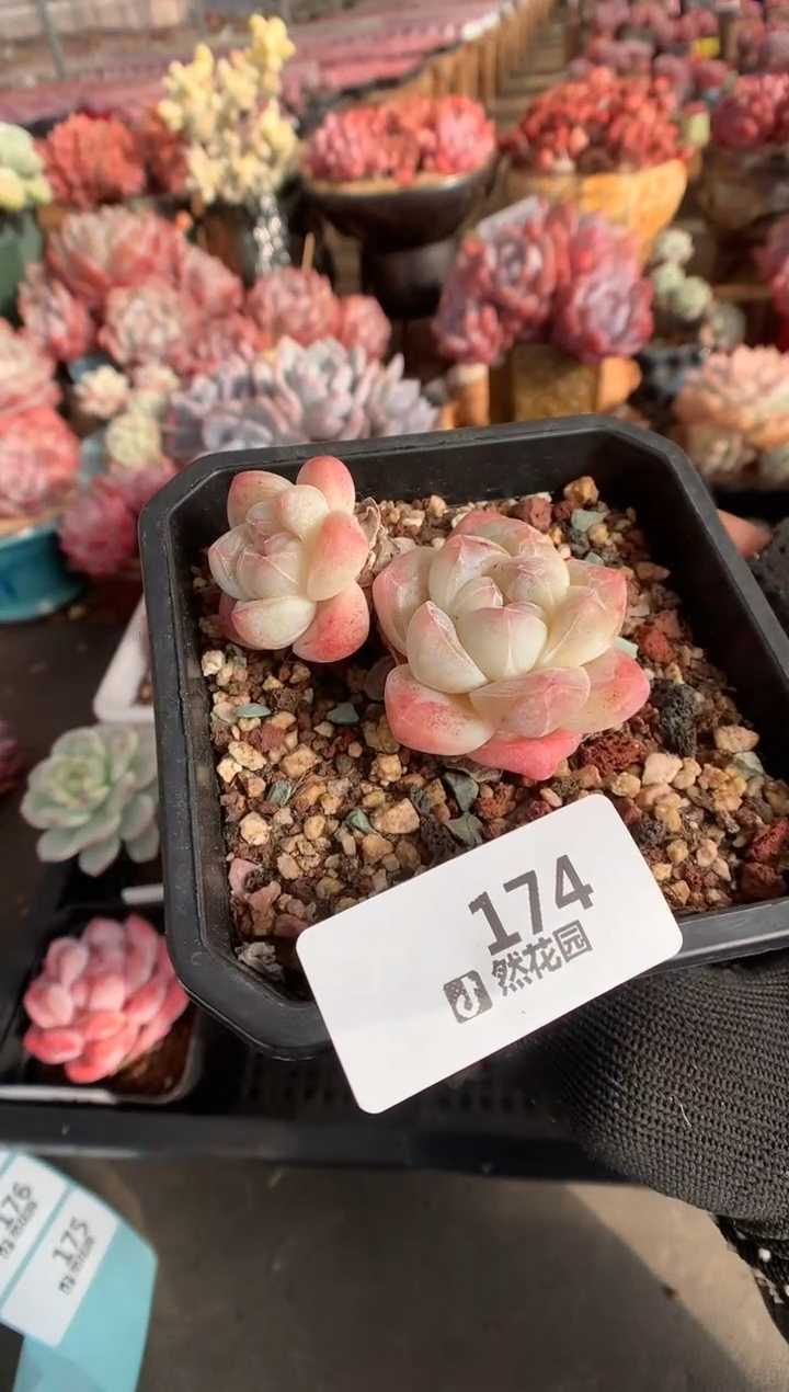 174冰玉一物一拍多肉植物