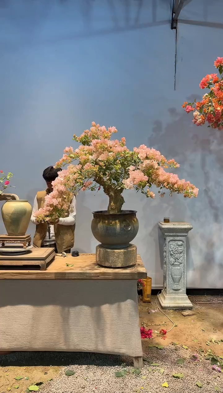 全部花朵懰*蕙三角梅12