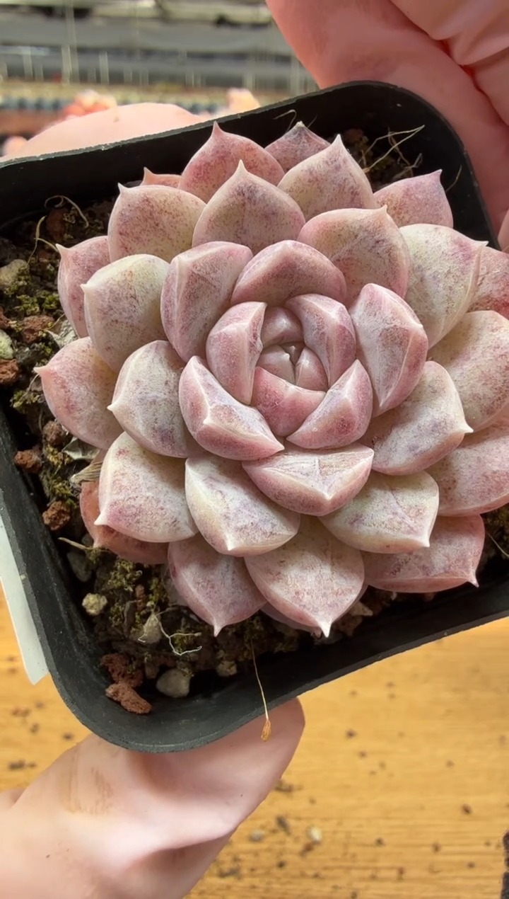 东云多肉园三店-85