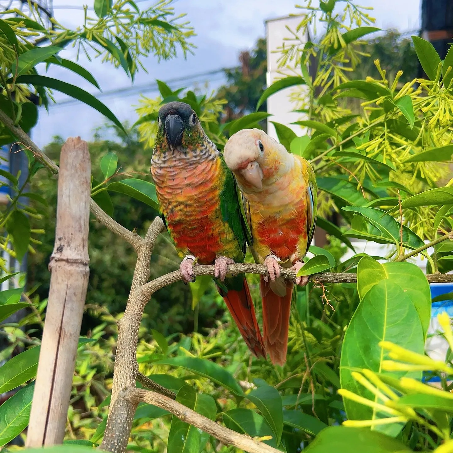 亲人粘人手养鹦鹉