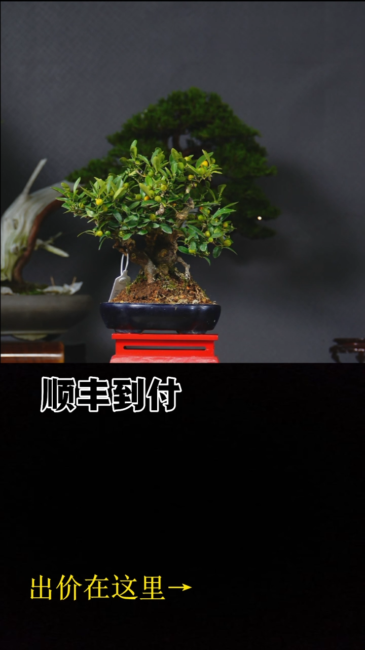 无花朵豆豆 不包邮