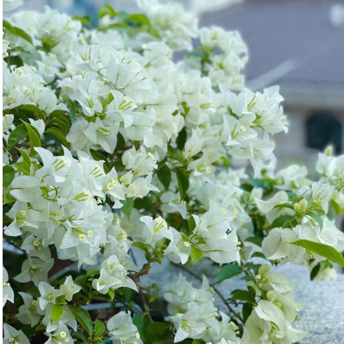 【白雪公主】三角梅花卉勤花四季开伊娃系列好养易活植物