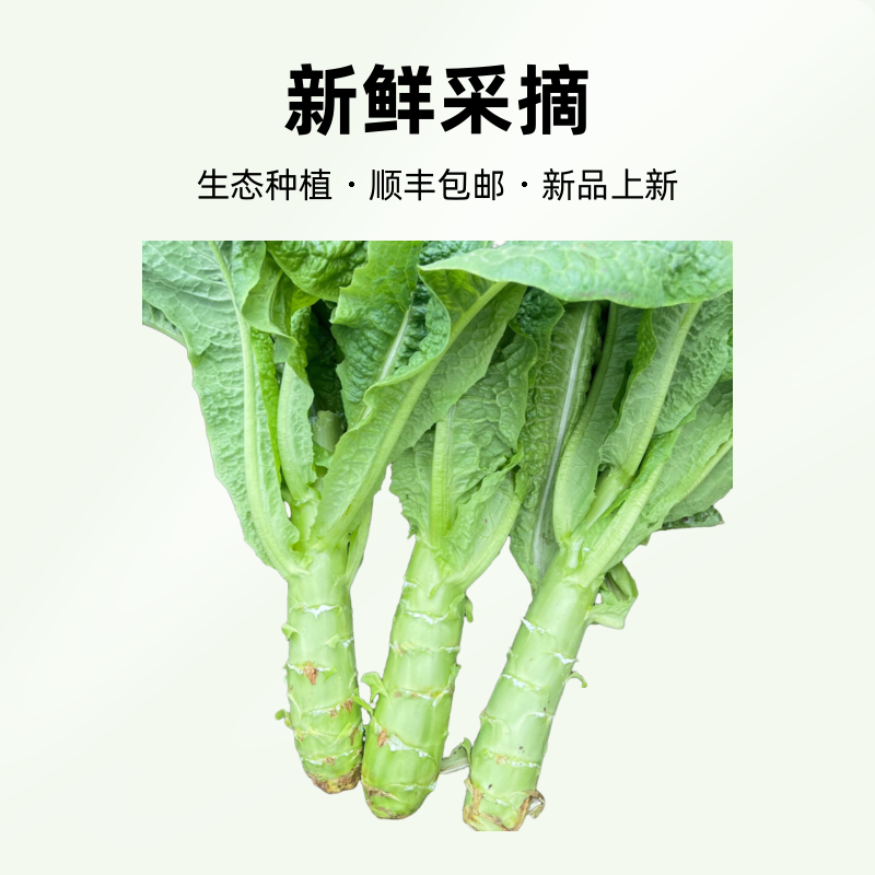 【顺丰包邮】农家露天绿肉莴笋生态种植今年天热个头偏小介意慎拍