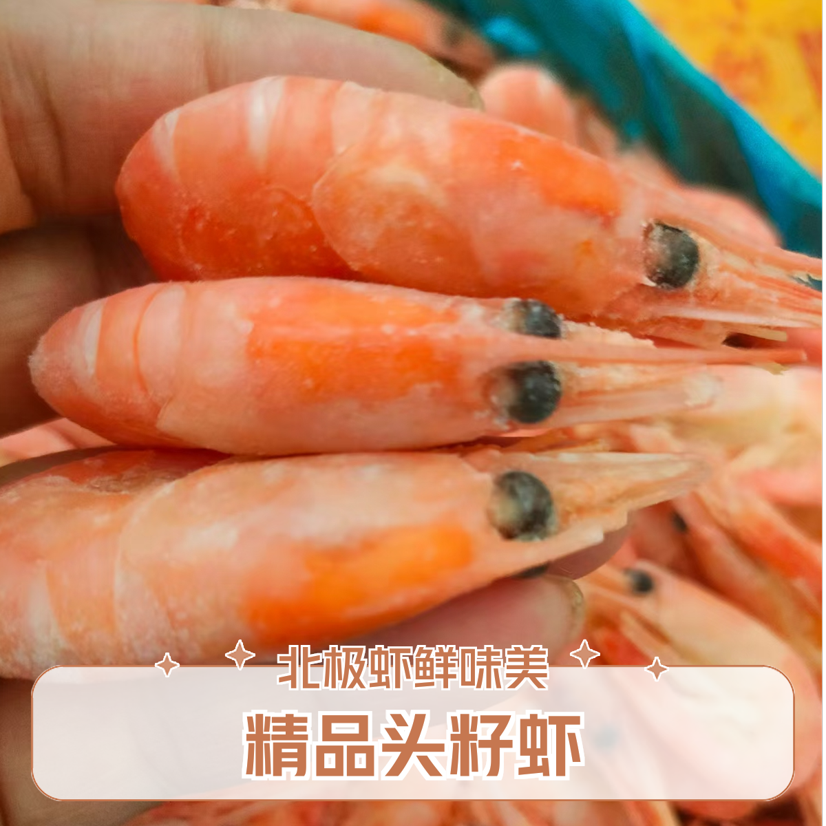 【北极虾精选头籽】甜虾野生虾北极熊熟冻即食鲜甜顺丰冷链25年新货