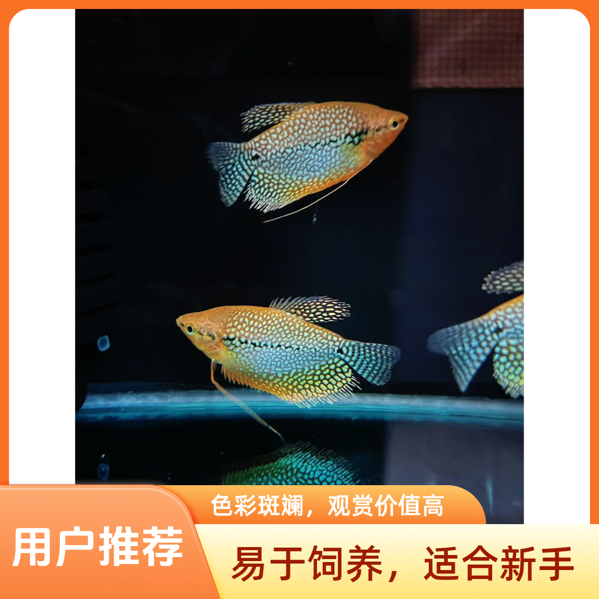 珍珠马甲颜色靓丽好养