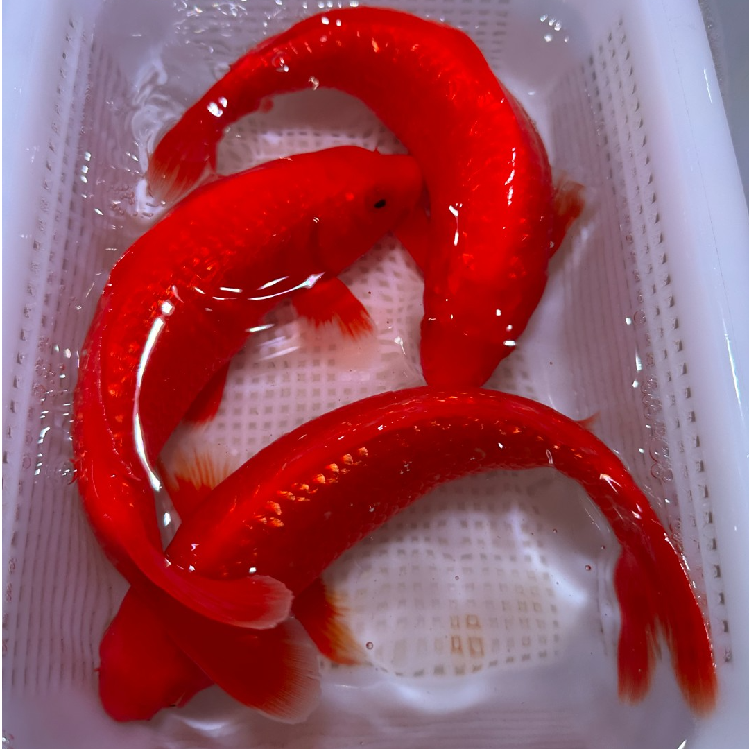 【三条装】18-23日系锦鲤闪鳞火鲤观赏鱼纯红冷水淡水鱼明鳞血鲤