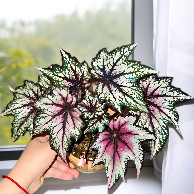 罗伯特高灯圣骑士红拖鞋室内阳台观叶热带雨林盆栽网红绿植