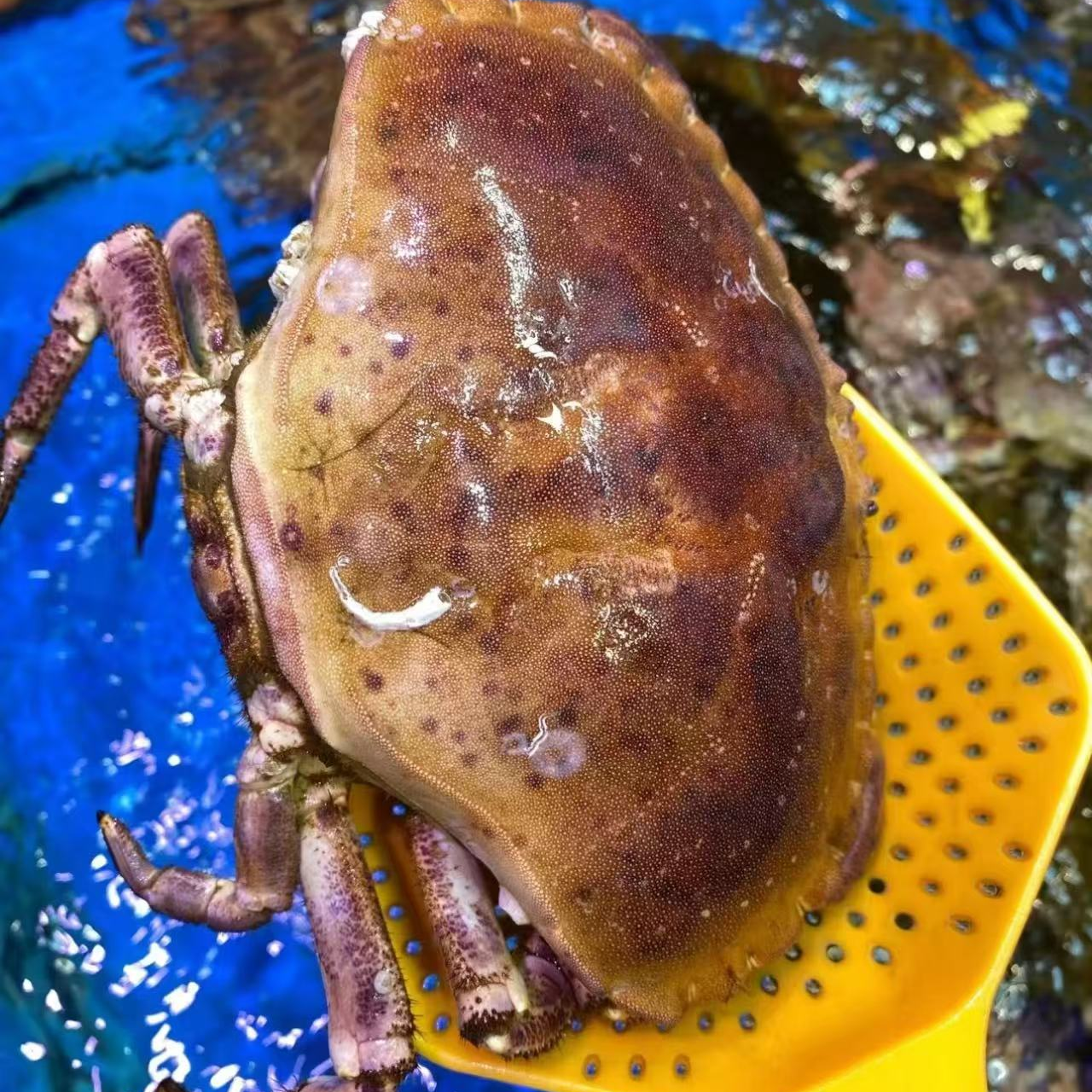 【保鲜不保活】鲜活面包蟹公蟹约1.3斤/只