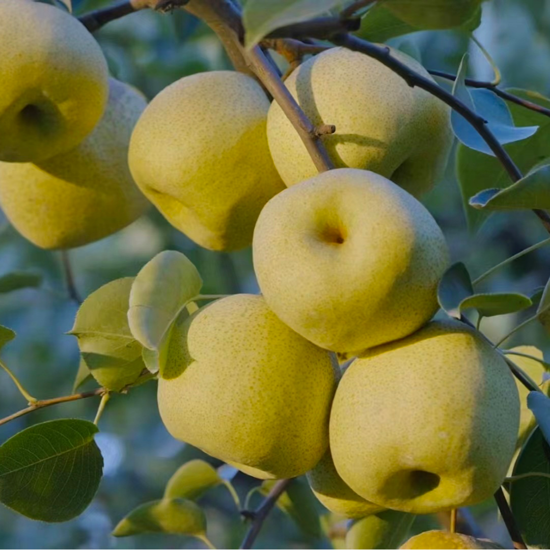 砀山正宗新鲜水果脆甜多汁的砀山酥梨果王现摘现发中秋送礼TZ