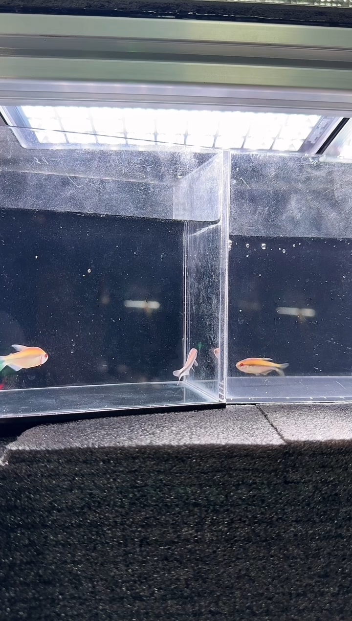 灯科鱼W*文浅云魔鬼