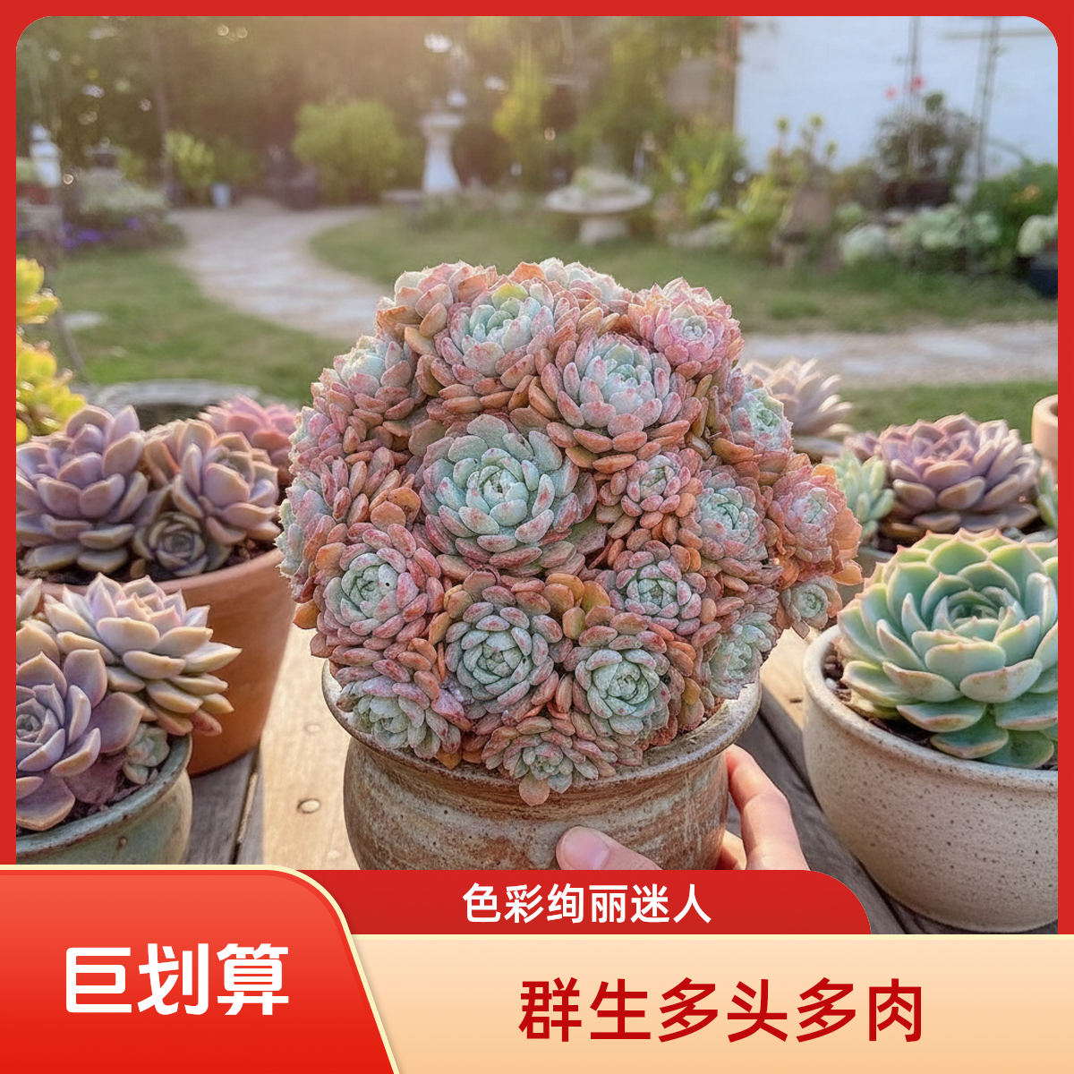 可爱泡泡多头带盆  灵峰多肉净化空气