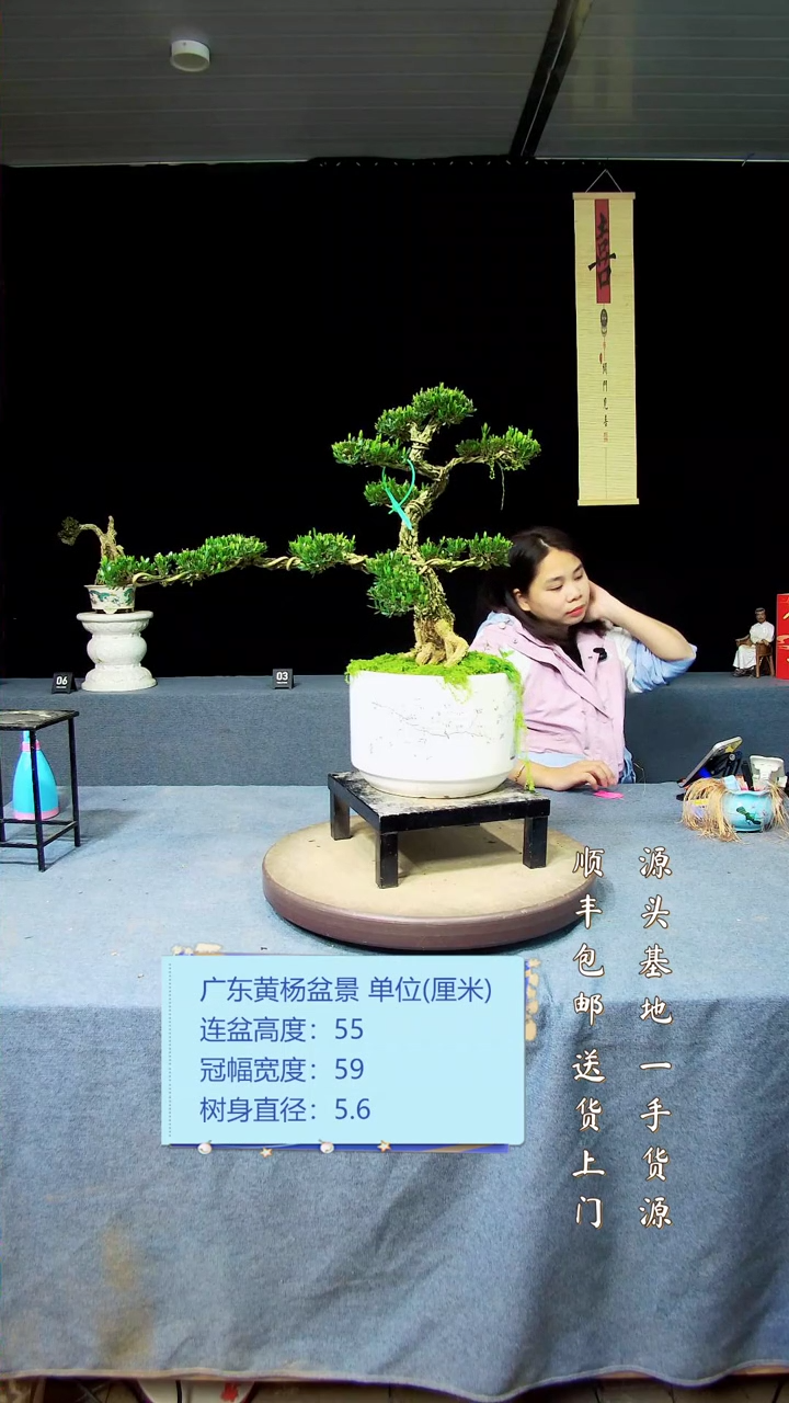 【闪购商品】黄杨盆景黄杨盆景