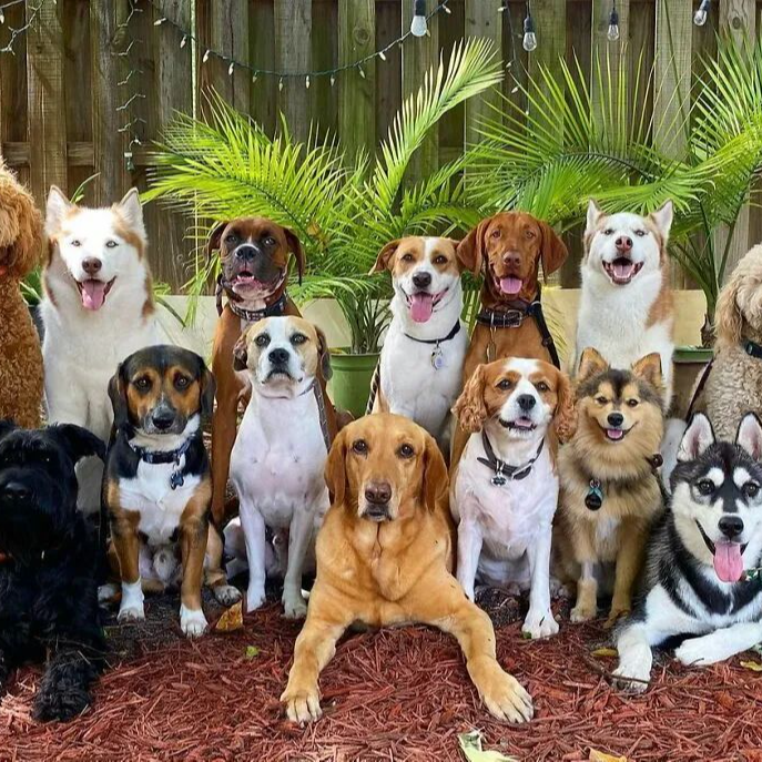 狗狗活体链接家庭陪伴犬牧羊犬