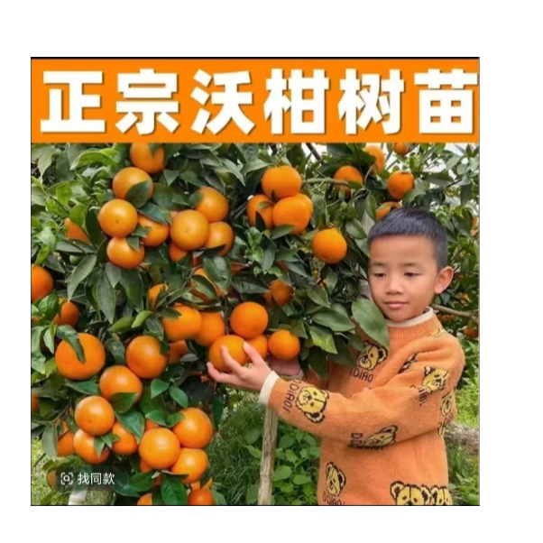 鲜甜可口原盆原土带青果耐寒耐热阳台庭院种植LX