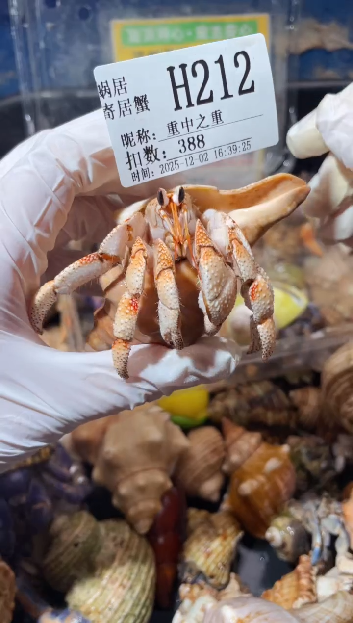 重**重蜗居异宠寄居蟹212