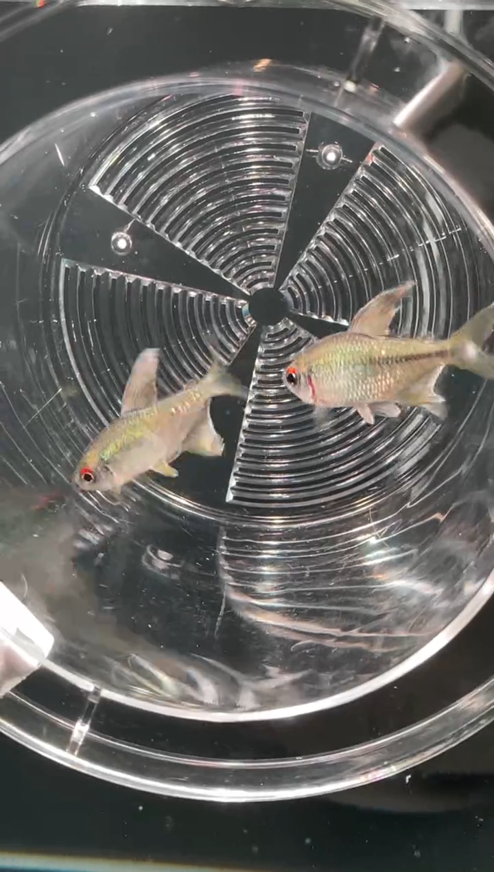 灯科鱼直播专属南美钻石灯2条