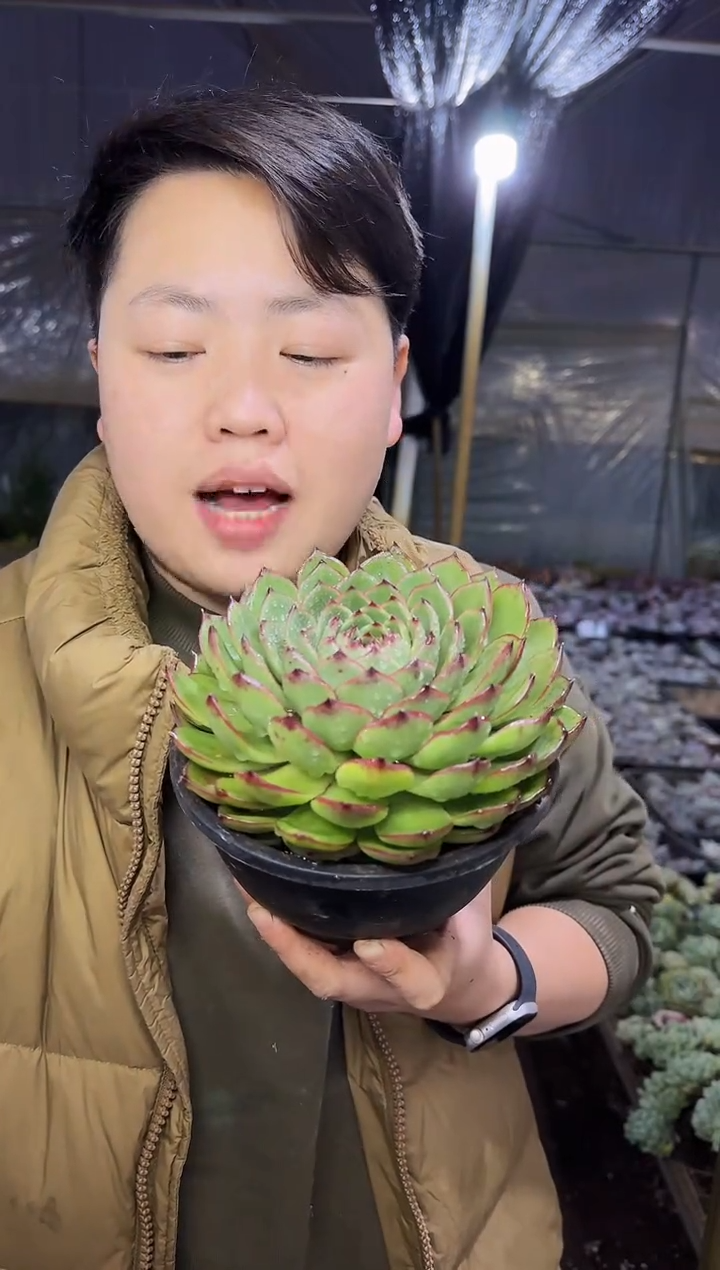 脱土单头起月亮石挑大的5.99