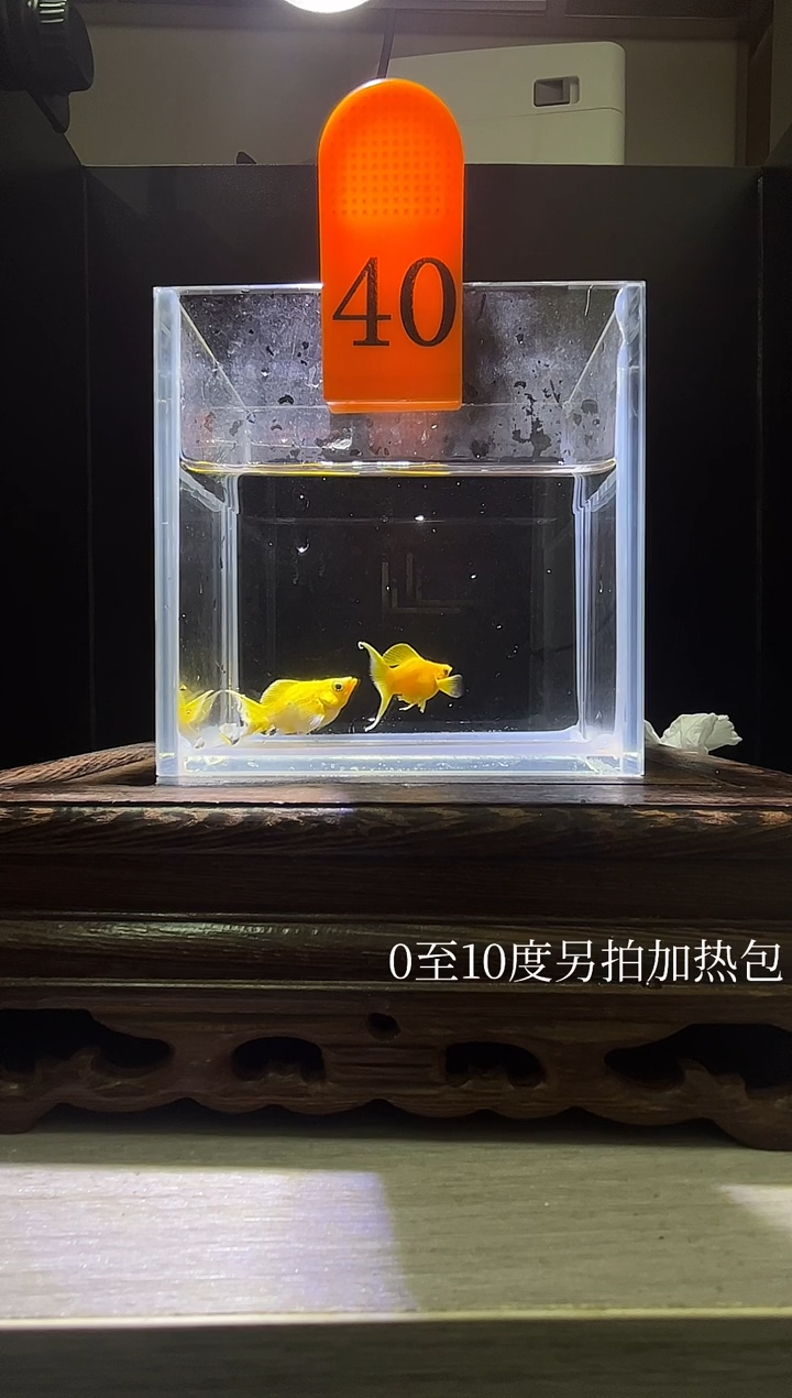 孔雀鱼黄金玛丽球编号40